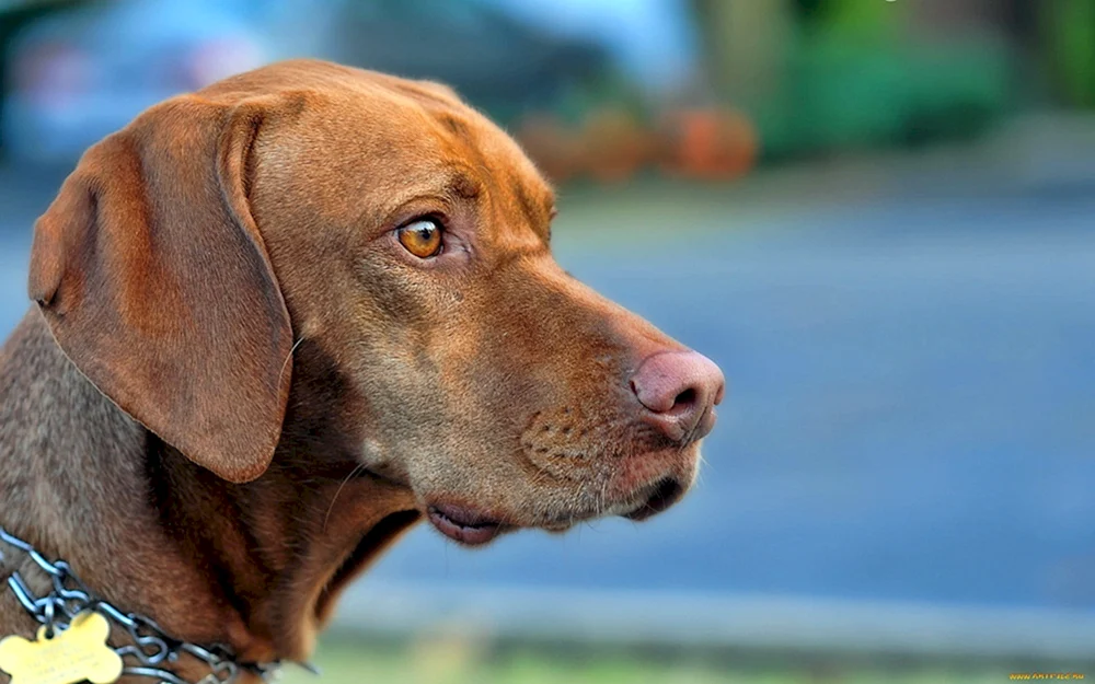 Ungarischer Otterhound