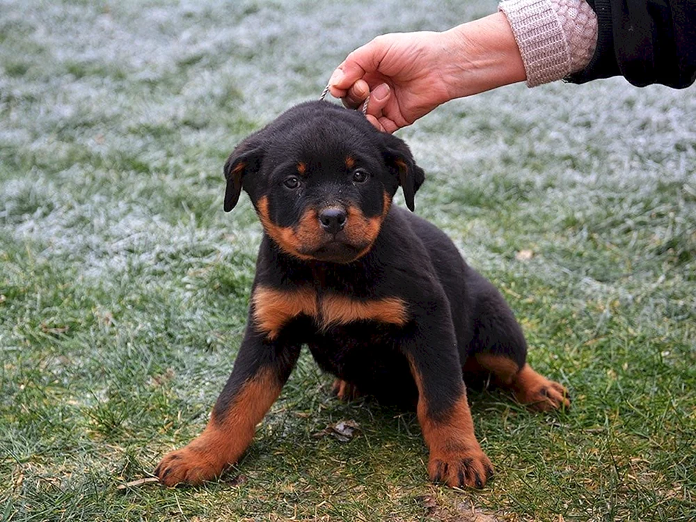 Rottweiler-Hund