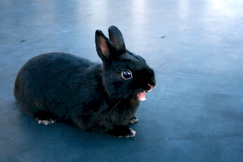 Wiener Blaues Zwergkaninchen