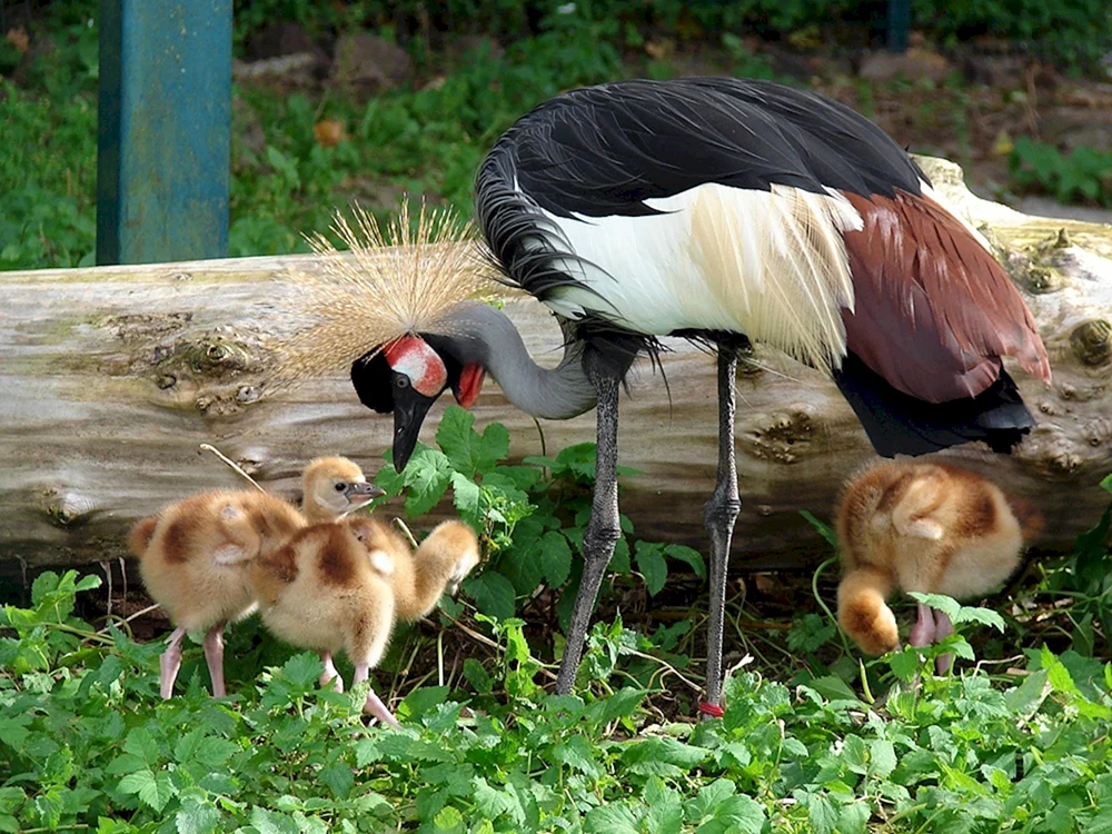 Venuskranich Moskauer Zoo