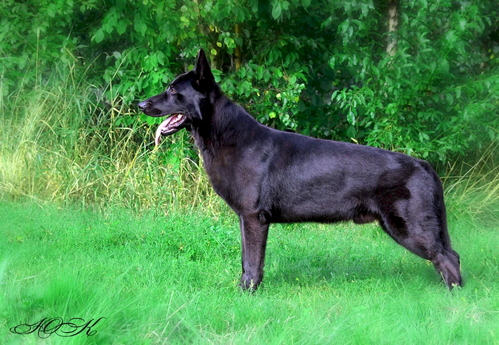 VEO Schäferhund Schwarz