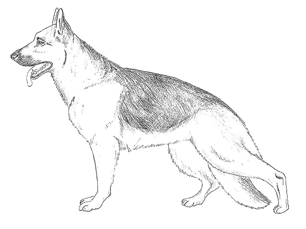 WeO Schäferhund