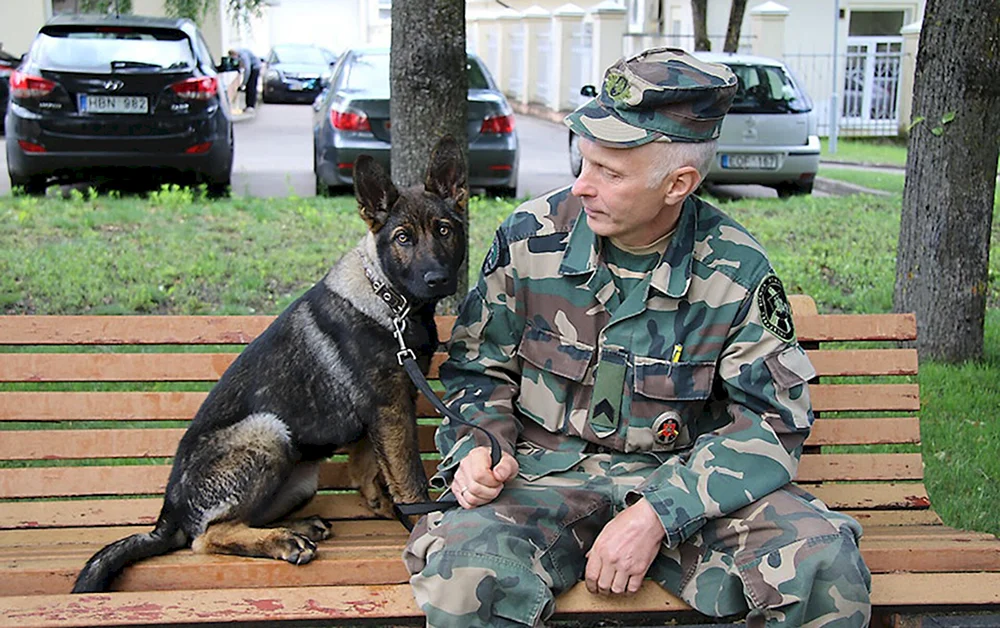 Grenzschutzhund Deutscher Schäferhund