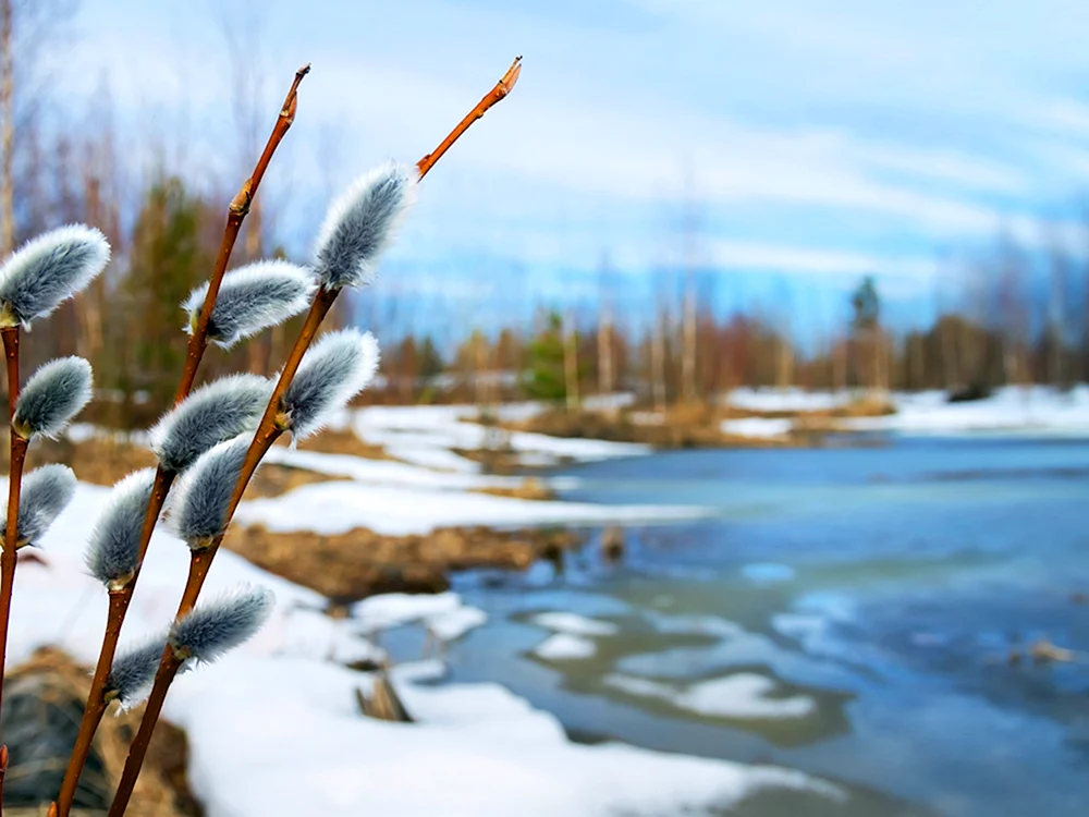 Erlenweide Vorfrühling Blumen Schneeglöckchen Schneeglöckchen Krokusse Vorfrühling Vorfrühling Fluss Isaac Blumen Schneeglöckchen Krokusse Hyazinthen.