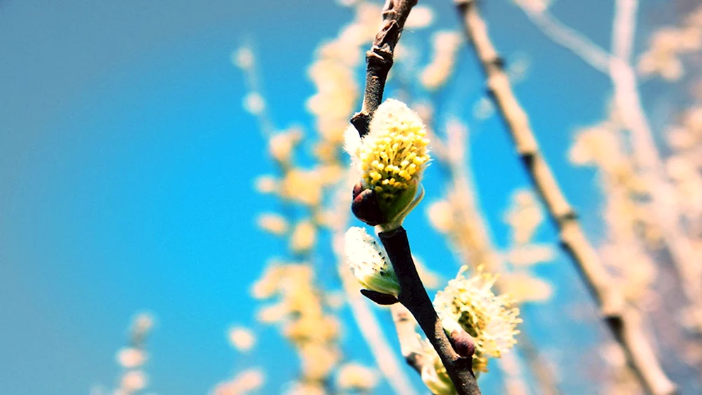 Frühling