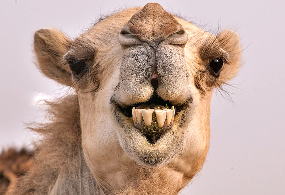 Kamel Kamel Gesicht