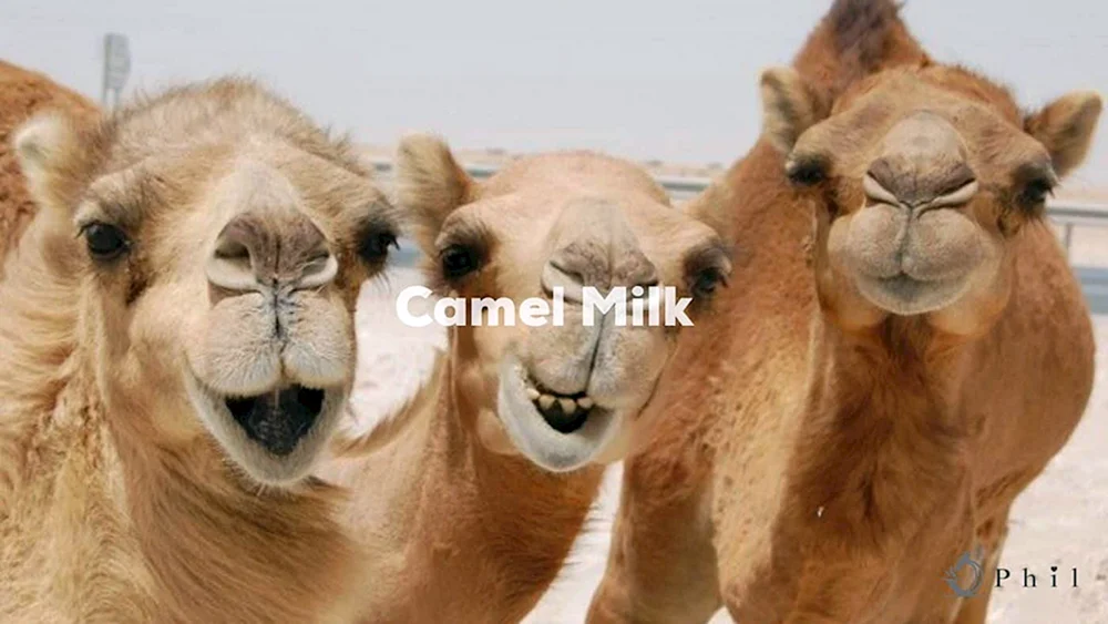 Kamel