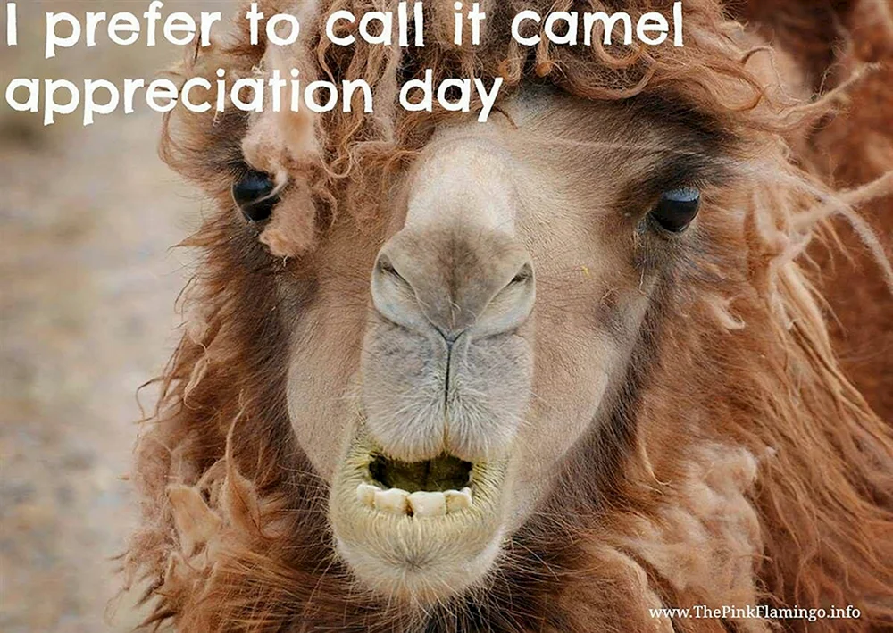 Kamel