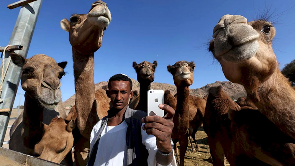 Kamele in Ägypten