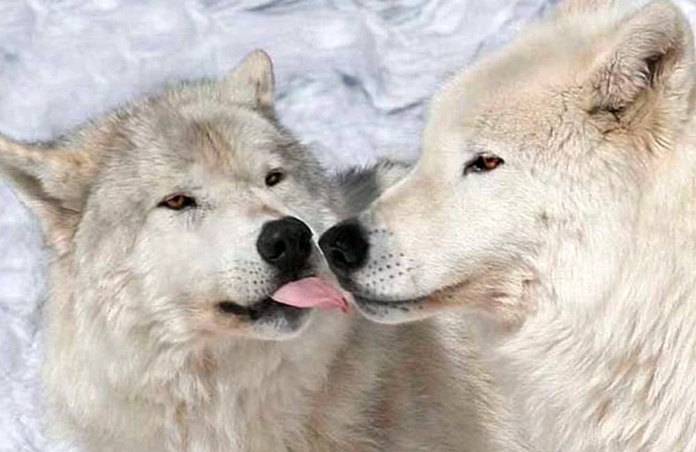 Wolf und Wolfsliebe