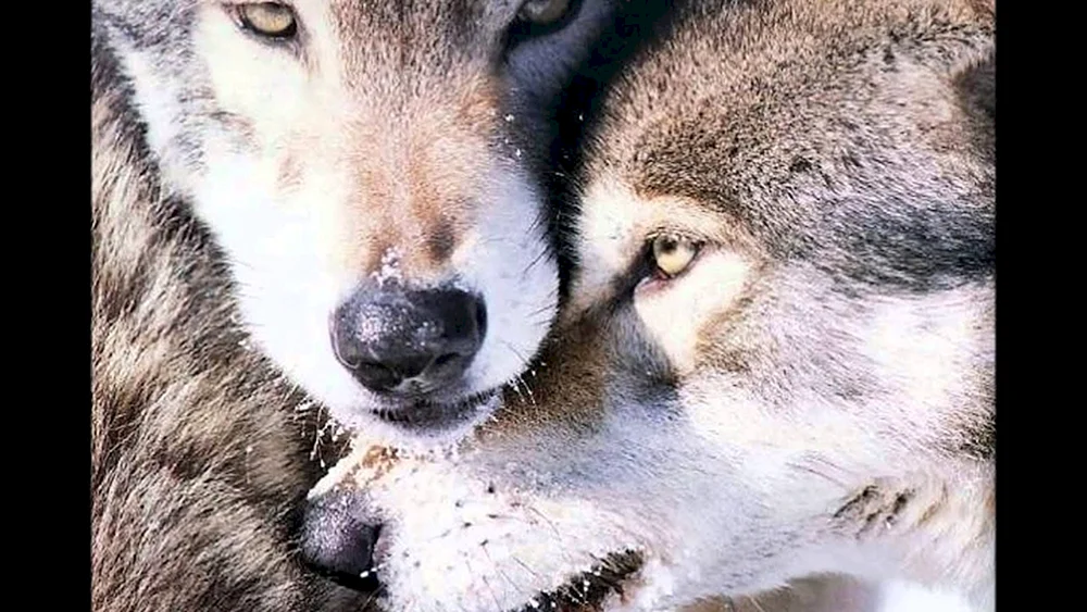 Schöner Wolf