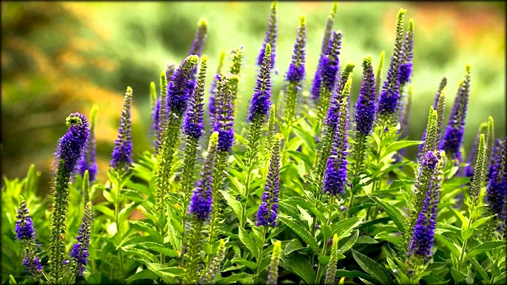 Veronica spikey Heidekind