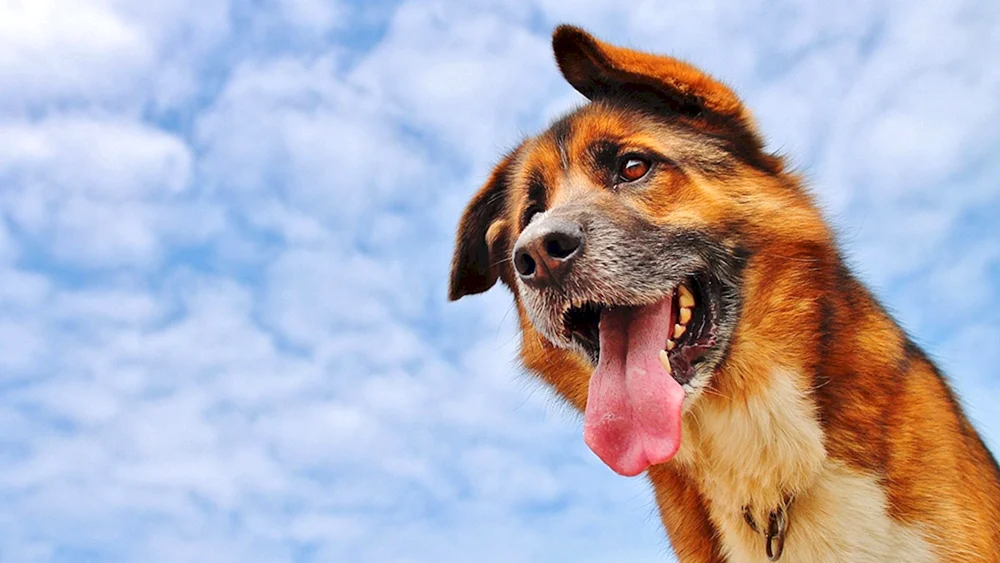 Beagle-Hund