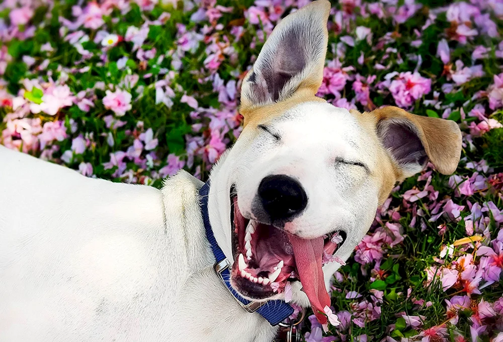 Happy Hund
