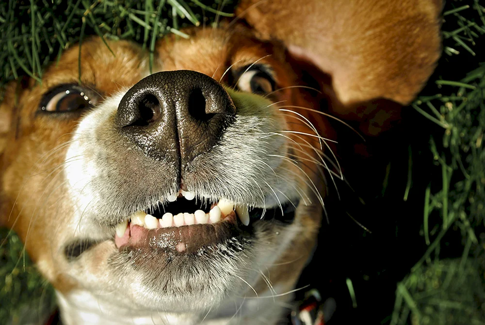 Smiling Hund Barabaka