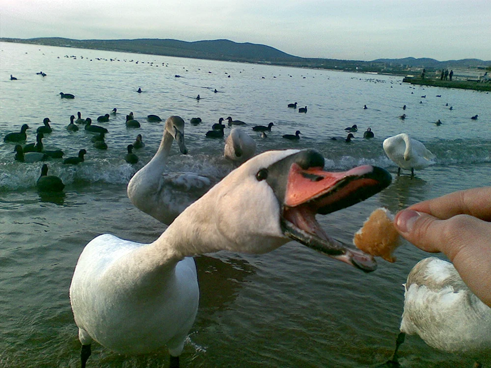 Lustige Gans Zeichnungen