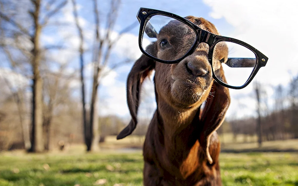 Lustige Tiere