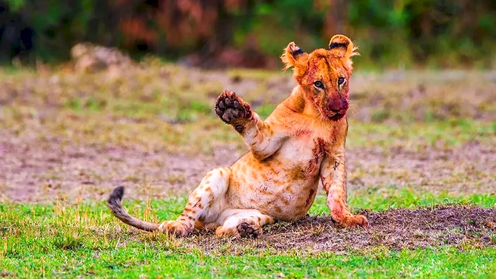 Lustige Tiere