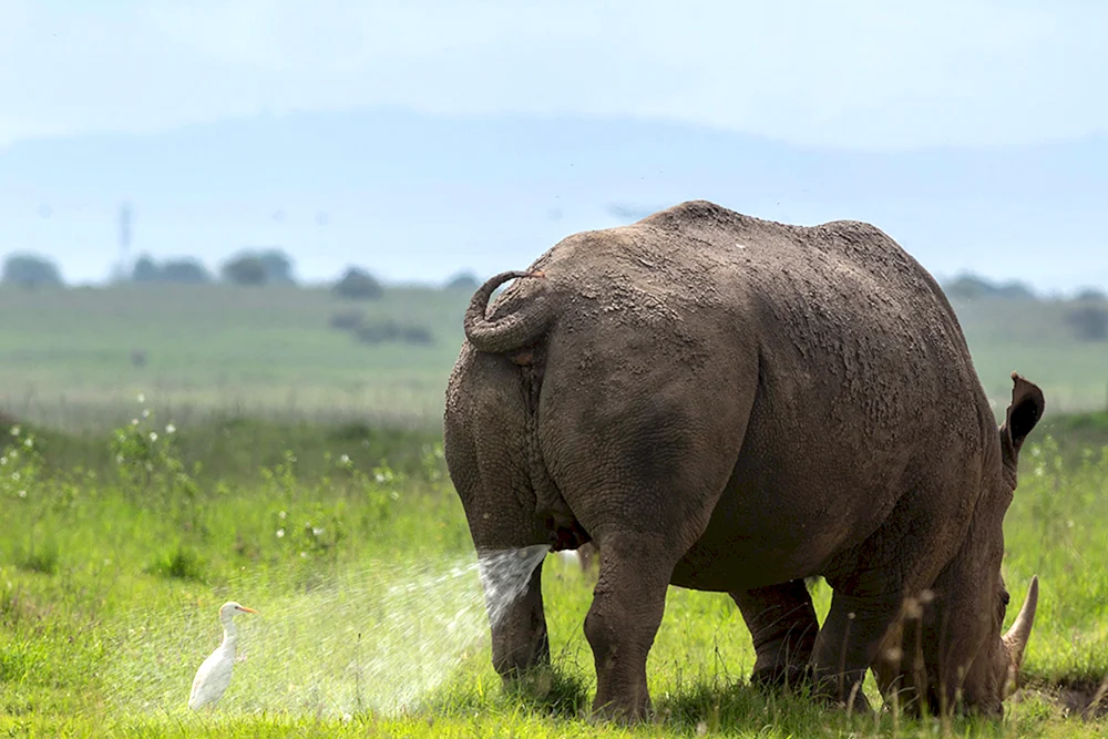 Lustige Tiere
