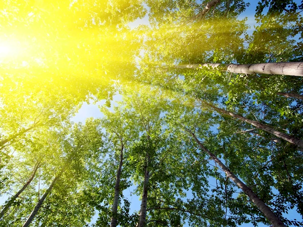 Sonnige Frühlingssonne