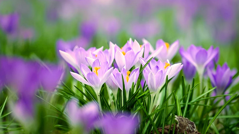 Frühlingsbilder für den Desktop