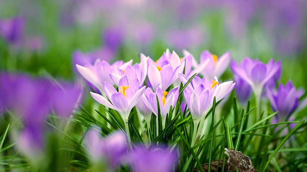 Frühlingsbilder für den Desktop