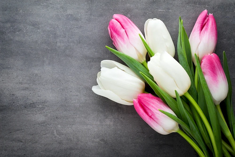 Tulpe Santander