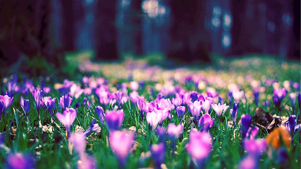 Frühlingssonne