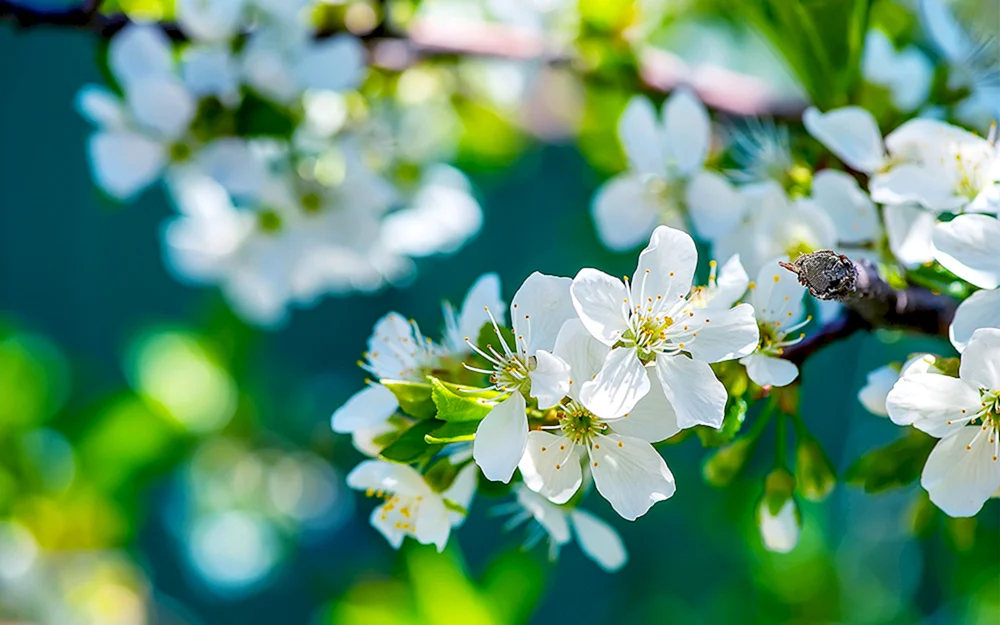 Frühlingsblumen