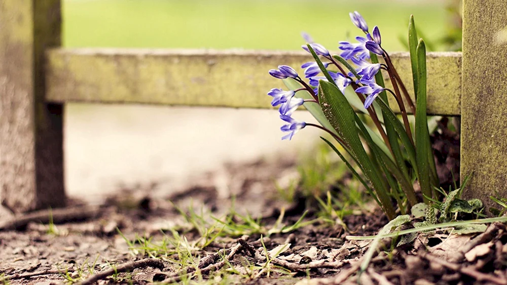 Frühlingsblumen