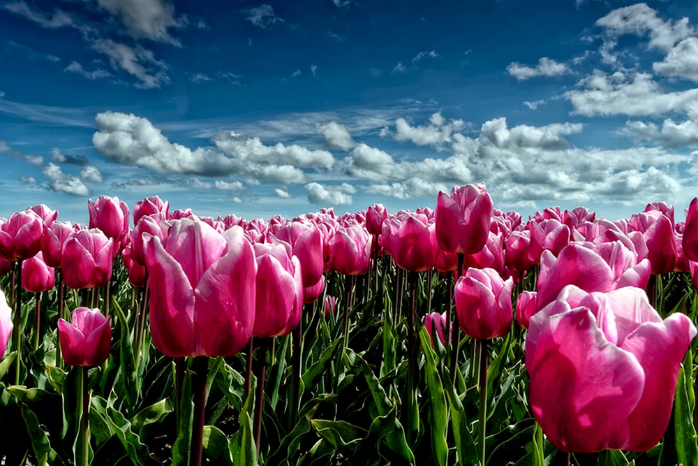 Vesna Tulpe