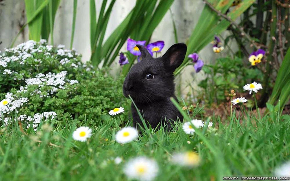 Hauskaninchen schwarz