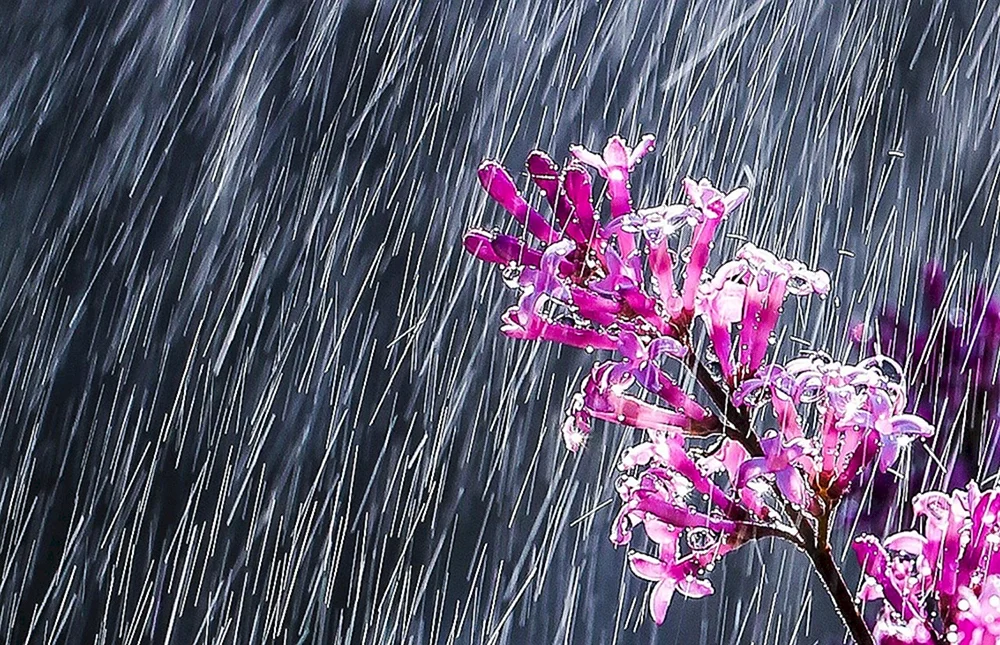 Sommerregen