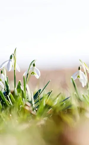 Frühlingshintergrund