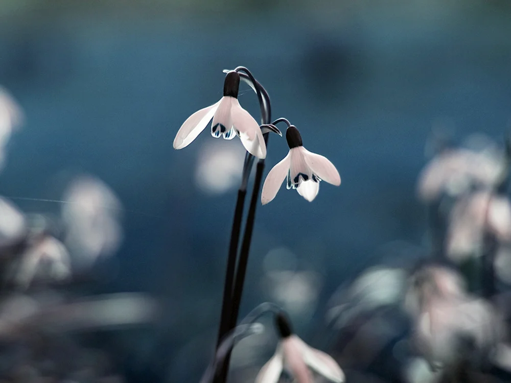 Sakura-Kirschblütenbaum