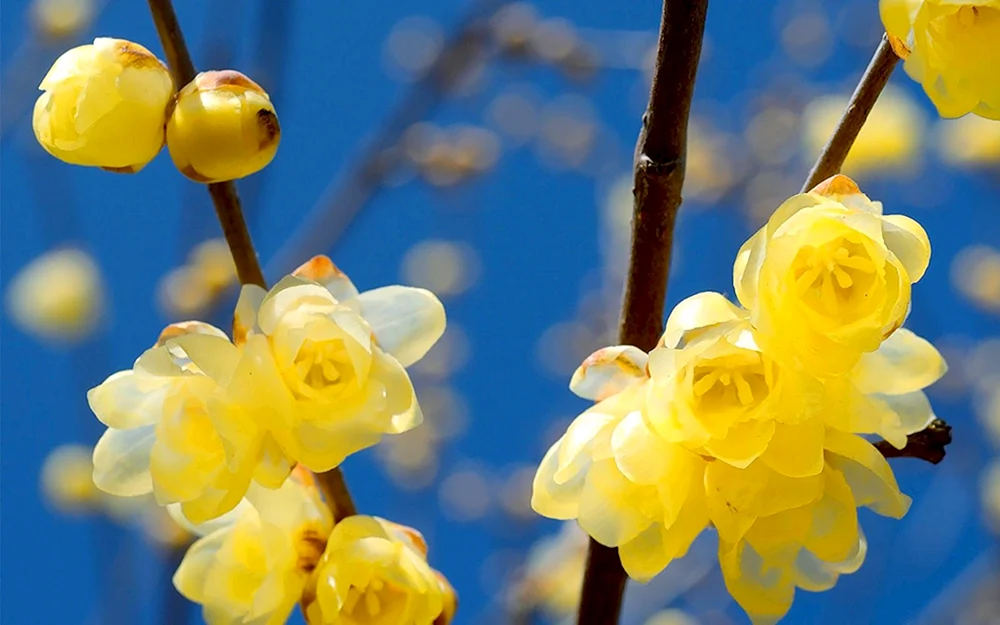 Japanische weißäugige Blauzunge