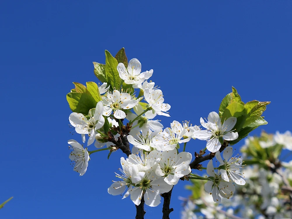 Frühling