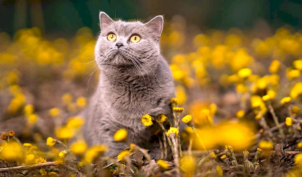 Brasilianisch Kurzhaar-Katze rot