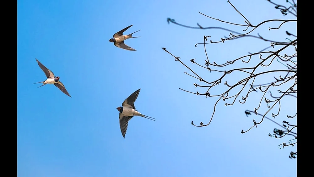 Schwalben im Abflug