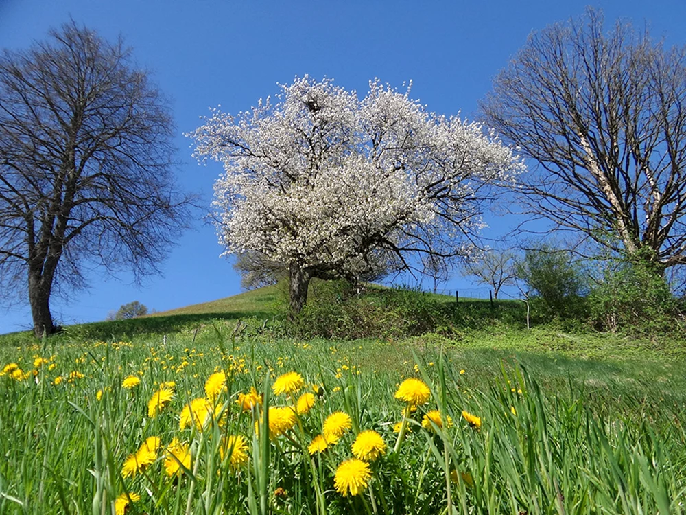 Frühlingslandschaften von Romanov