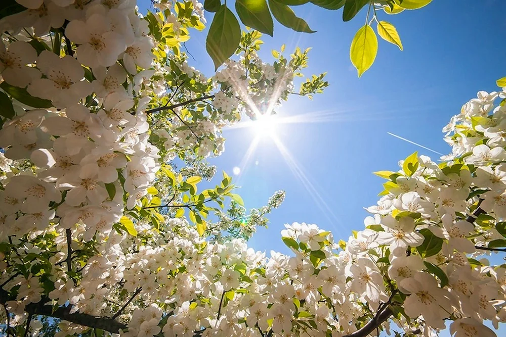Sonnige Frühlingssonne