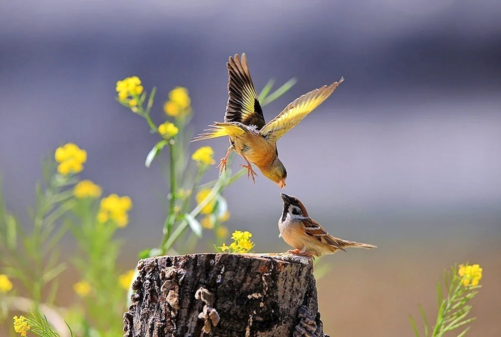 Frühjahrsvögel