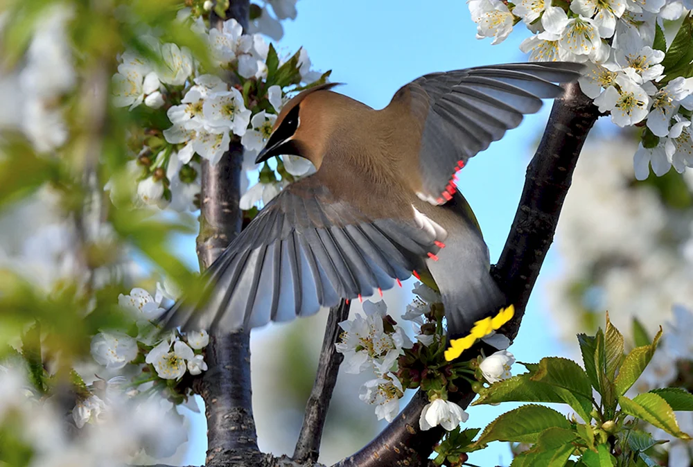 Frühlingsvögel