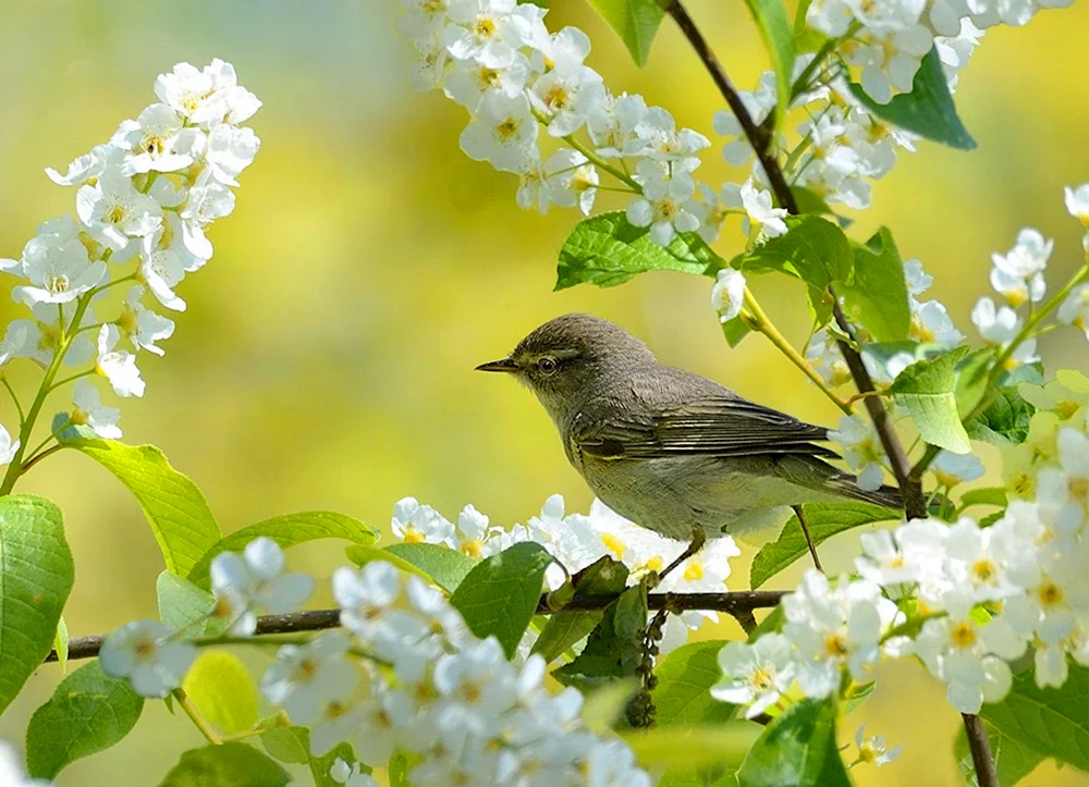 Frühlingsvögel