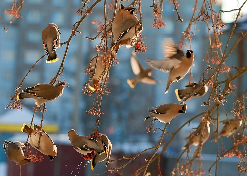 Zugvögel kommen im Frühling an