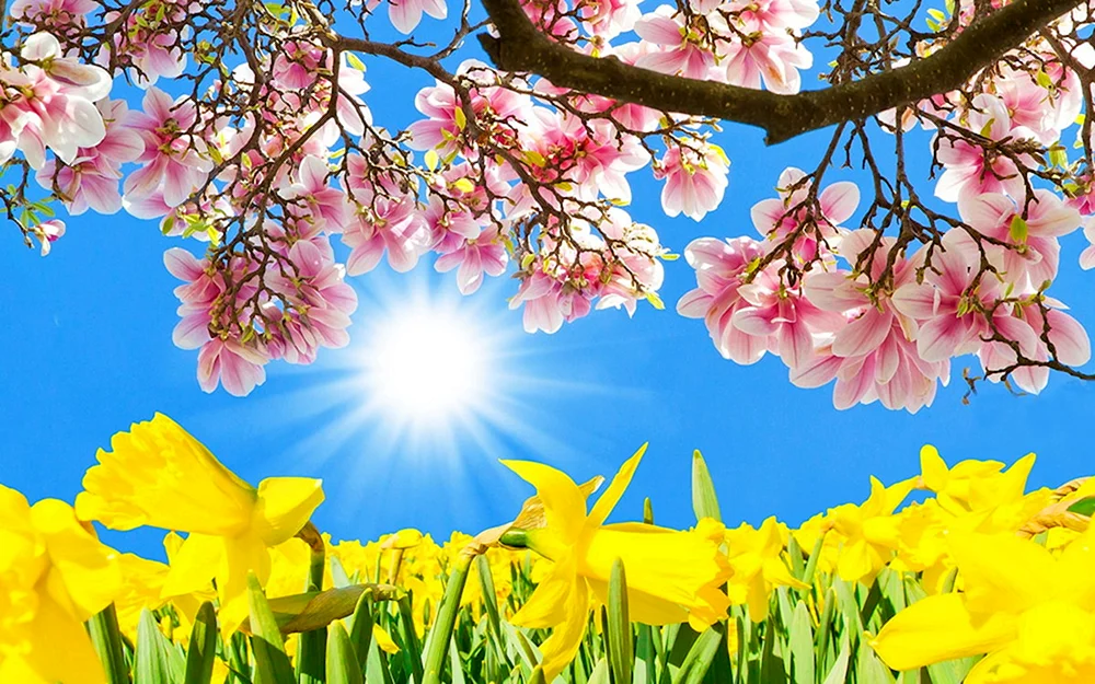 Frühlingssonne