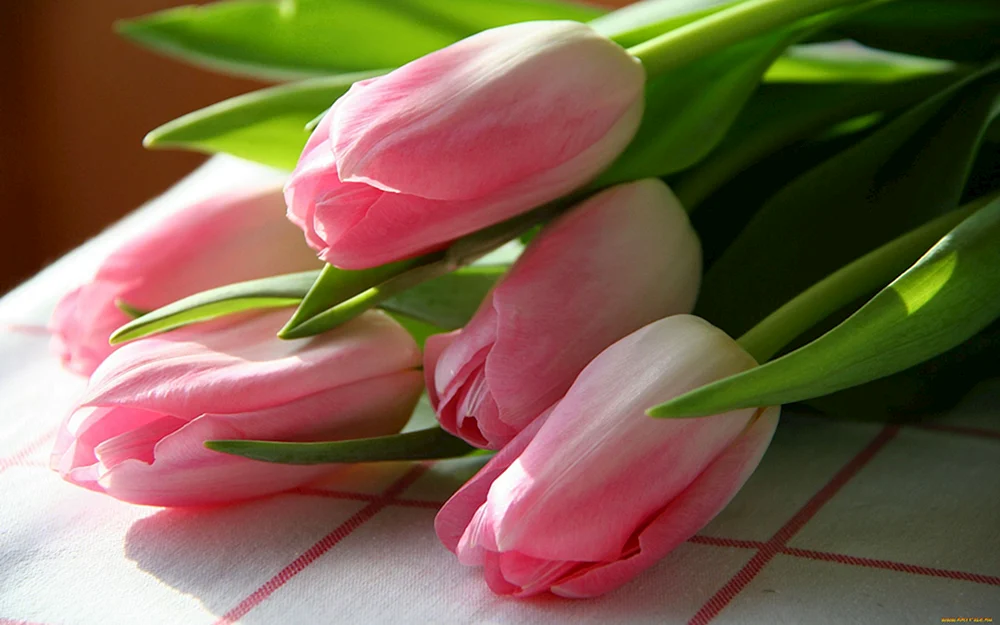Tulpenblumen