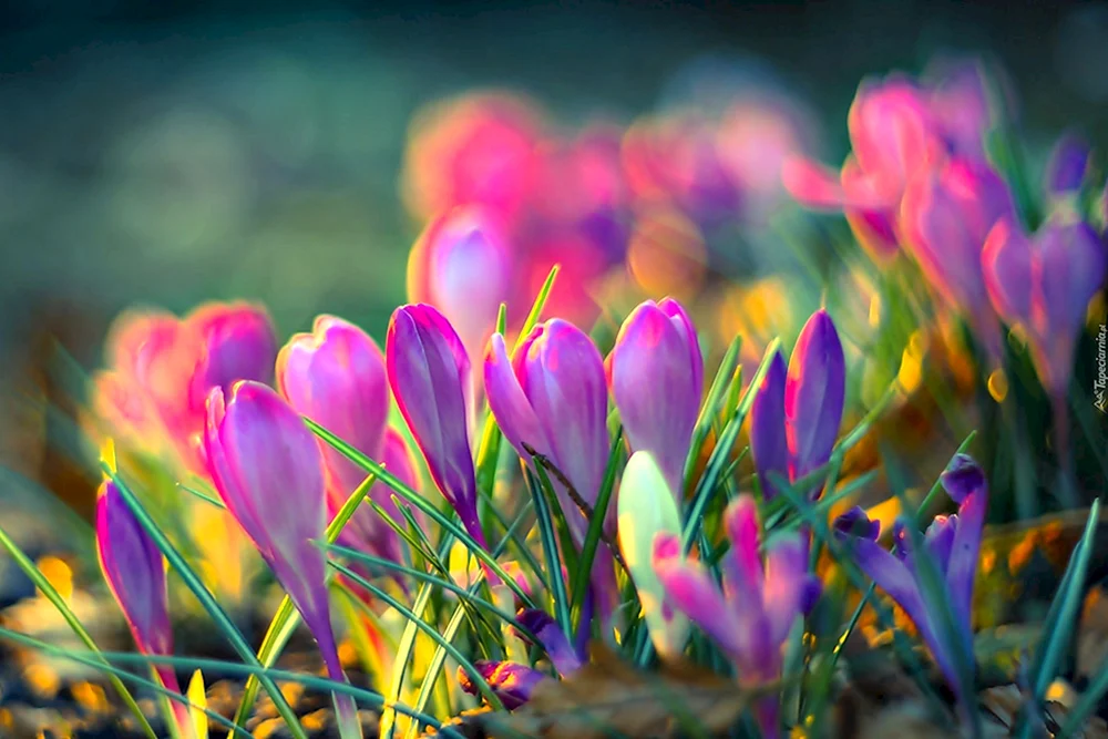 Frühlingsblumen Schneeglöckchen