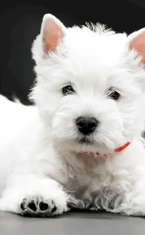 West Highland Terrier