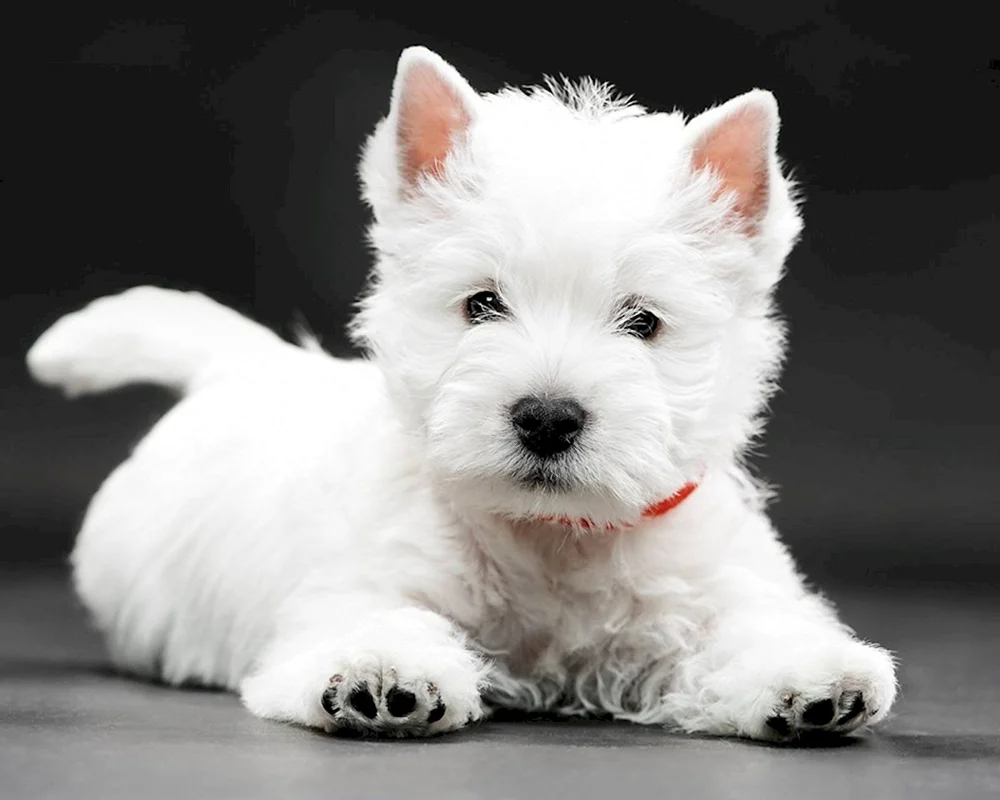 West Highland Terrier